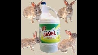 ثلاث فوائد للكلور أو ماء جافيل في تربية الأرانب