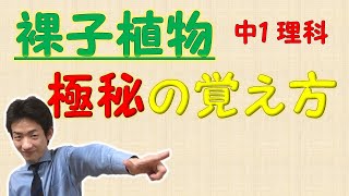 中学理科 裸子植物の例を４つ言えるかな 覚え方のコツを教えます 語呂合わせ Youtube