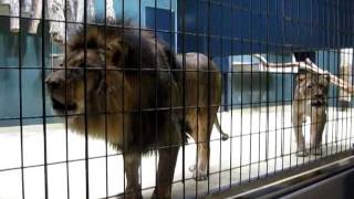 Lions Roaring at the Berlin Zoo