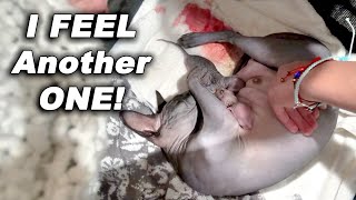 She STOPPED Labor With Kitten Still Inside! Hairless Sphynx Cat Stopped Birth After Two Kittens!