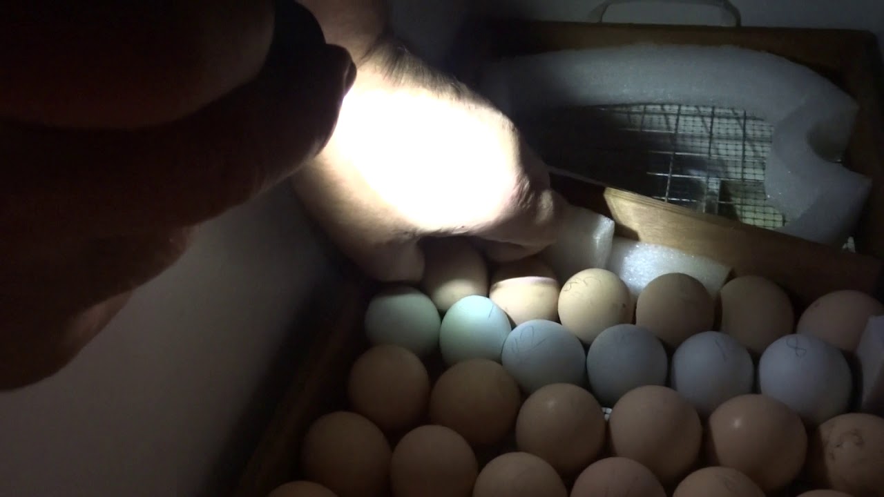 Овоскопирование куриных яиц по дням фото. 26. Овоскопирование куриных яиц.. Инкубация утиных яиц овоскопирование. Овоскопирование мускусной утки. Инкубация индюшиных яиц овоскопирование.