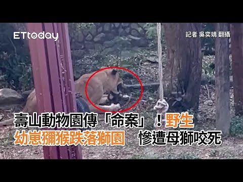 壽山動物園傳「命案」！野生幼崽獼猴跌落獅園 慘遭母獅咬死