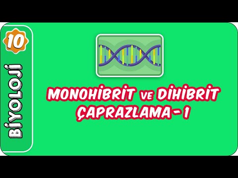Monohibrit ve Dihibrit Çaprazlama-1  | 10. Sınıf Biyoloji