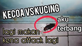 Kecoa di kejar kucing | Cockroach vs Cat | Fun