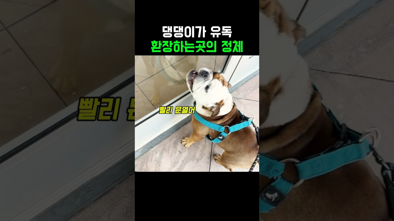 댕댕이가 유독 환장하는 곳의 정체