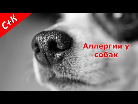 Аллергия у собак. Что делать?