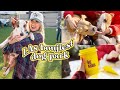 a serotonin packed dog vlog | vlogmas day 4