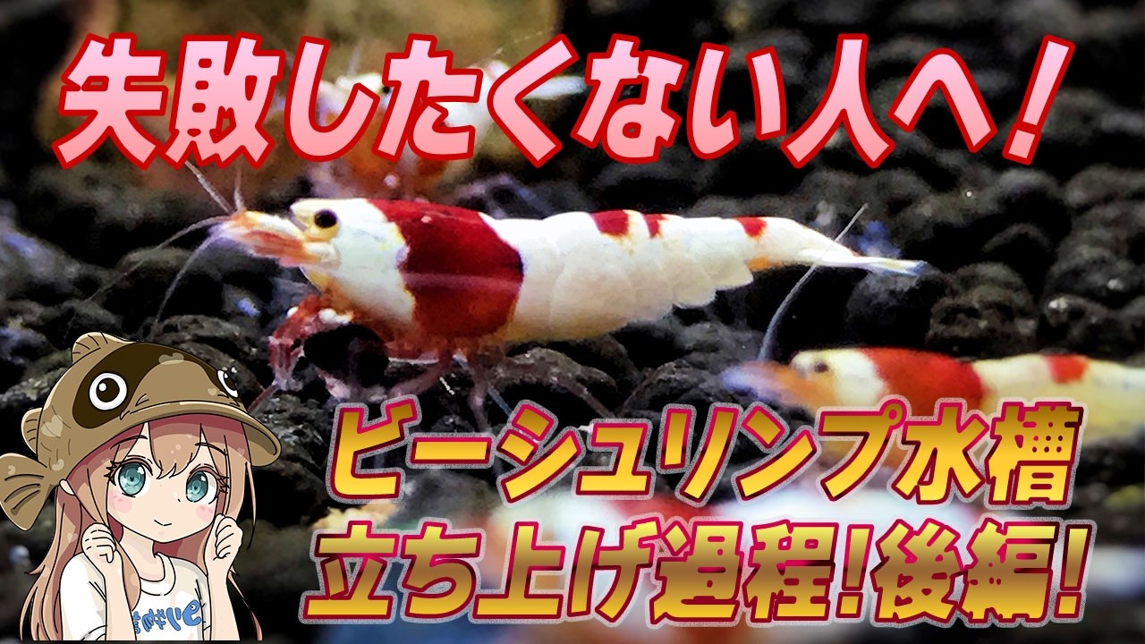 水槽 johnleeknb What to do 1.5 months after setting up a Bee Shrimp tank! The