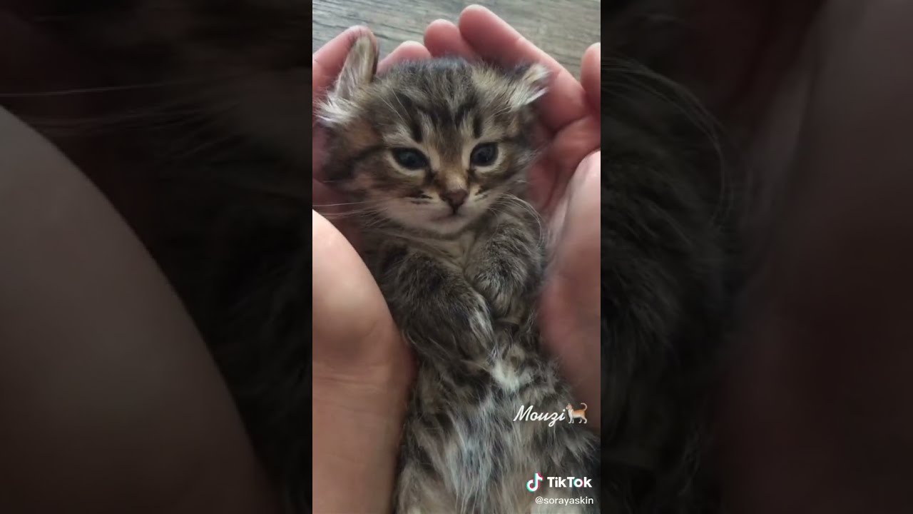 Chat Trop Beau Chat Mignon Video Short Youtube