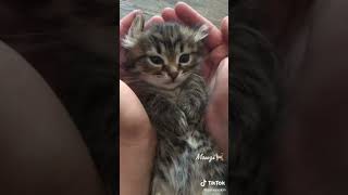 Chat trop beau😊 chat mignon video  😊 #short