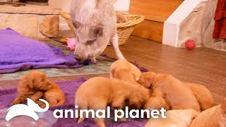 A Pig Named Trouble Welcomes Newborn Puppies Into His Home! | Too Cute! | Animal Planet