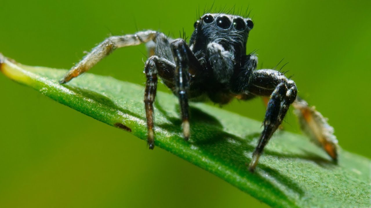 ⁣It’s Mate or Die for this Jumping Spider  | Seven Worlds, One Planet | BBC Earth