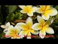 Amazing Fact About Frangipani / Plumeria Alba / Pohon Kamboja 2/11/2018