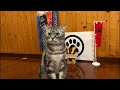 猫好きによる猫好きのための猫雑談配信【2026/5/10】