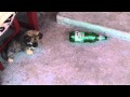 Funny Puppy Video