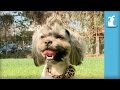 Rescue dog gets mohawk and transformation makeover  the beauty of pets