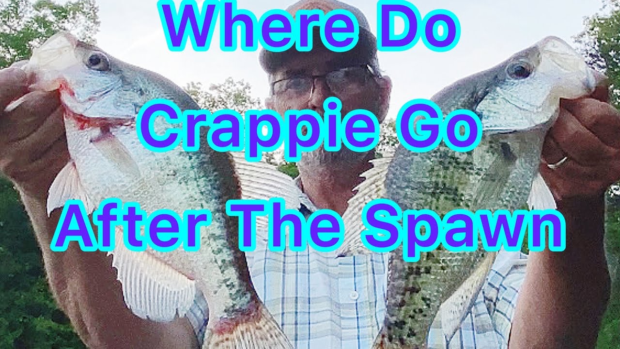 CRAPPIE FISHING (Where do crappie go after the spawn) YouTube