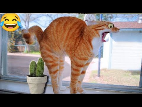 funny animal video cat and dog 😂🐕😹