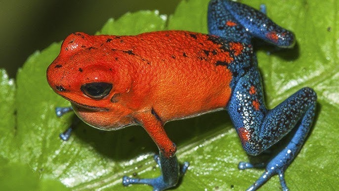 Жасырын камера тай массажы онлайн