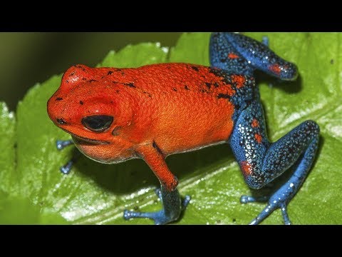 Видео: Почему голубая ядовитая лягушка-дротик синяя?