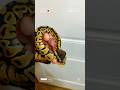 This dude was ready to explore this morning #ballpythonbaby #snake #ballpython
