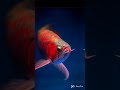 aquarium hobbyist 🤌🐳🐳#redarowana #2026 #song#ai #exoticaquariumfish #exotic #arwana