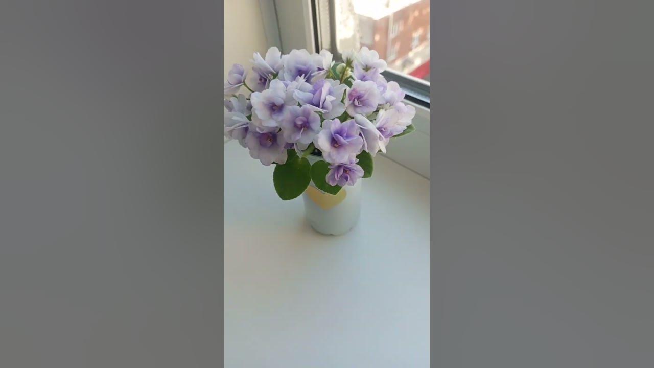 Фиалка Н-Морской прибой #flowers #цветы #растения #plants #violet # ...