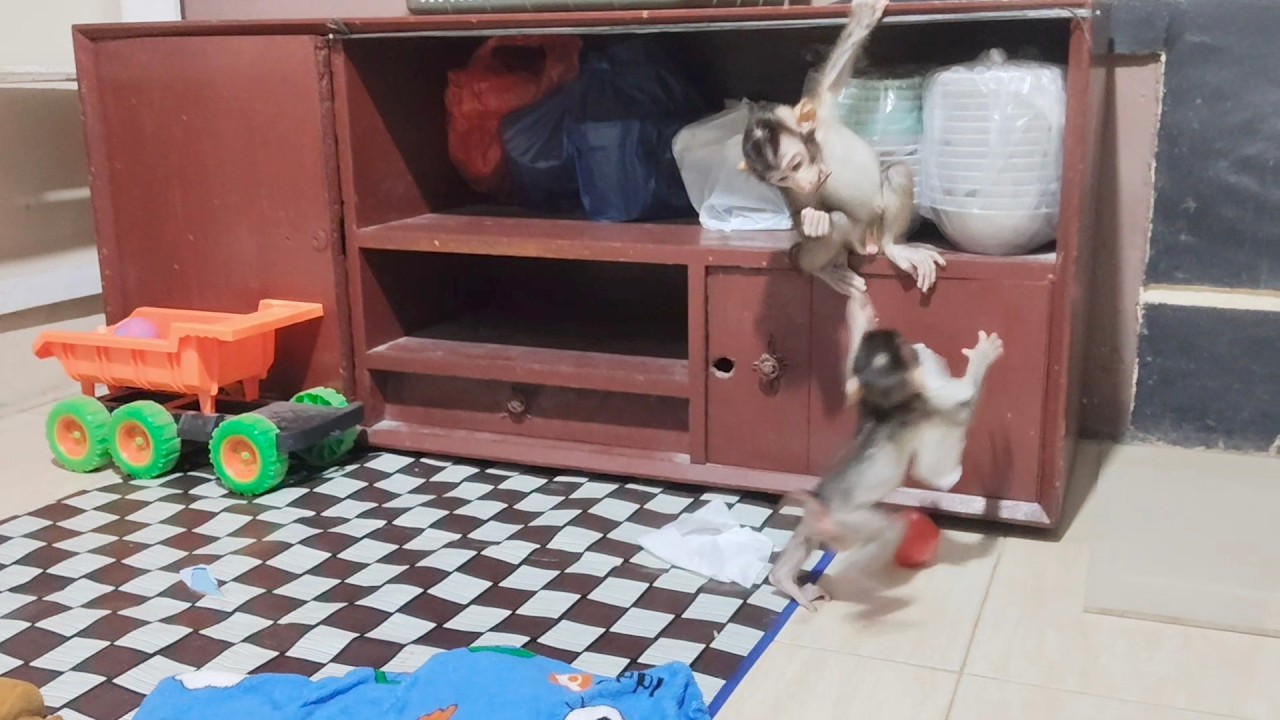 So cheerfully the two baby monkeys were joking around😍🥰