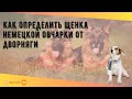 Как определить щенка немецкой овчарки от дворняги