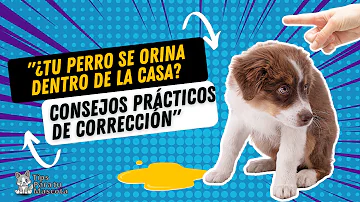 ¿Dónde debo dejar orinar a mi perro?