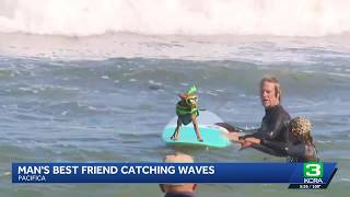 Top dogs ride waves at annual World Dog Surfing Championships