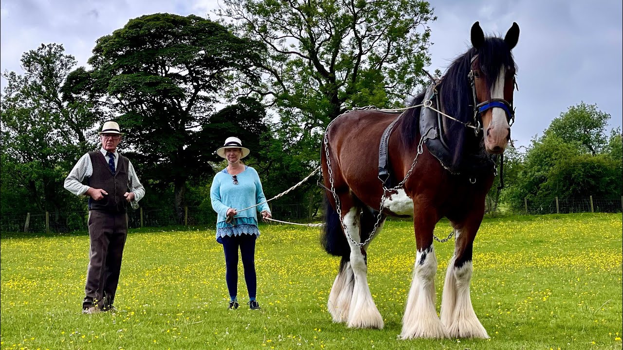 SHIRE HORSE EXPERIENCE DAY SHROPSHIRE HILLS AONB YouTube