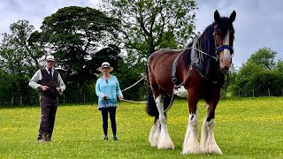SHIRE HORSE EXPERIENCE DAY @ SHROPSHIRE HILLS AONB