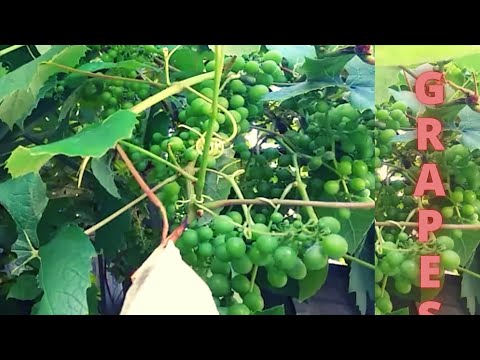 grape garden