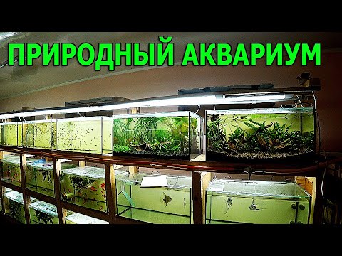 Простой природный аквариум