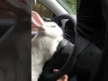 Mi conejo manejando