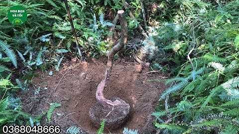 Bán phôi sim rừng 1 thân dáng co lắc (xoắn) Hoa bạn và tôi