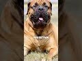 Top three dogs built for battle