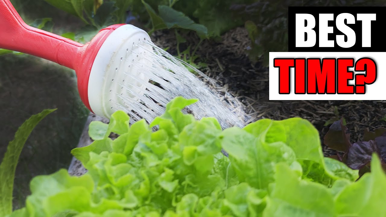 Best Time To Water Garden Quickie Episode 157 YouTube