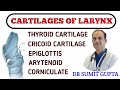 Larynx cartilages  anatomy  types 