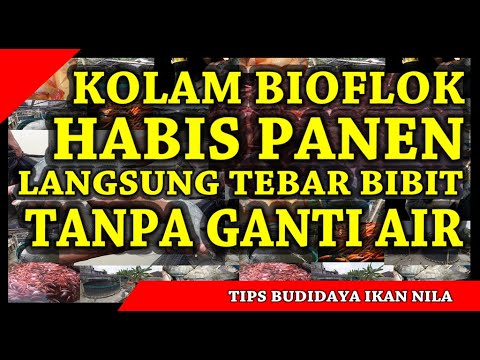 Cara Cepat Persiapan Air Bioflok dan Langsung Tebar Bibit Setelah Masa Panen