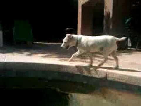 Frankie running around the pool