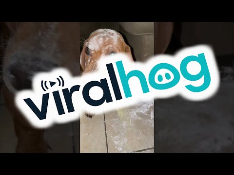 Video: De trendy nieuwe soort honden traktatie Teckels Go noten voor