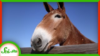 Why Are Mules Sterile?