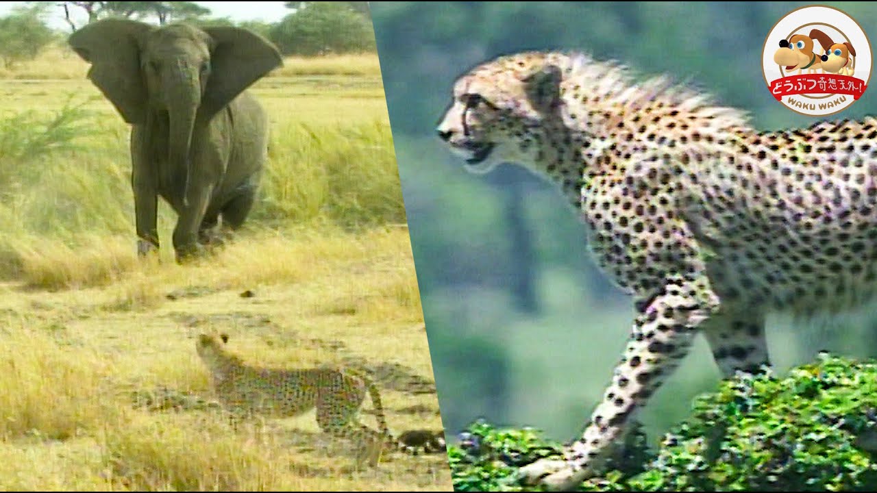 【チーターvsゾウ】殺気みなぎるゾウがチーターに突進する貴重映像！野生動物たちの遊び…チーターの知られざるもうひとつの真実とは？（羽仁進のマザーアフリカ⑳）【どうぶつ奇想天外／WAKUWAKU】