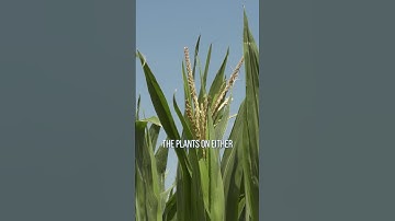 Corn emergence matters…here