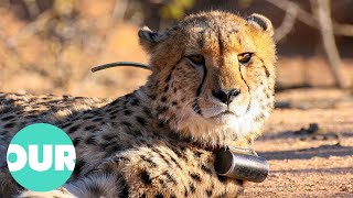 Saving Cheetahs in the Namibian Wilderness | Our World screenshot 4
