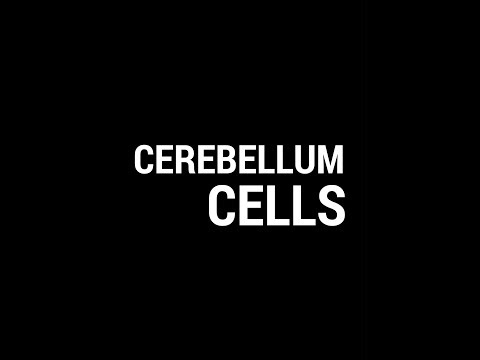 Cerebellum cells and