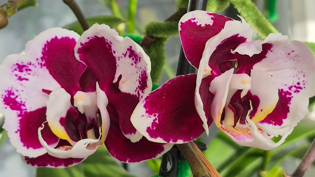 Підвіконня з орхідейками🌸🦋🌿#фаленопсиси#orchids#метелики#phalaenopsis orchid varieties