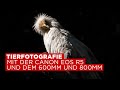 Tierfotografie mit der Canon EOS R5 und dem RF 600/11 und RF 800/11 Objektiv